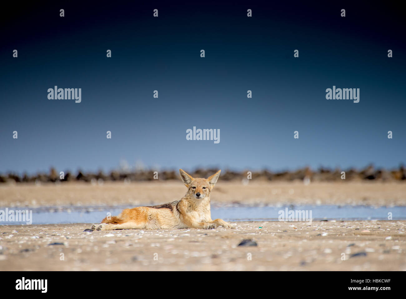 La parte posteriore in nero Jackal sdraiato Foto Stock
