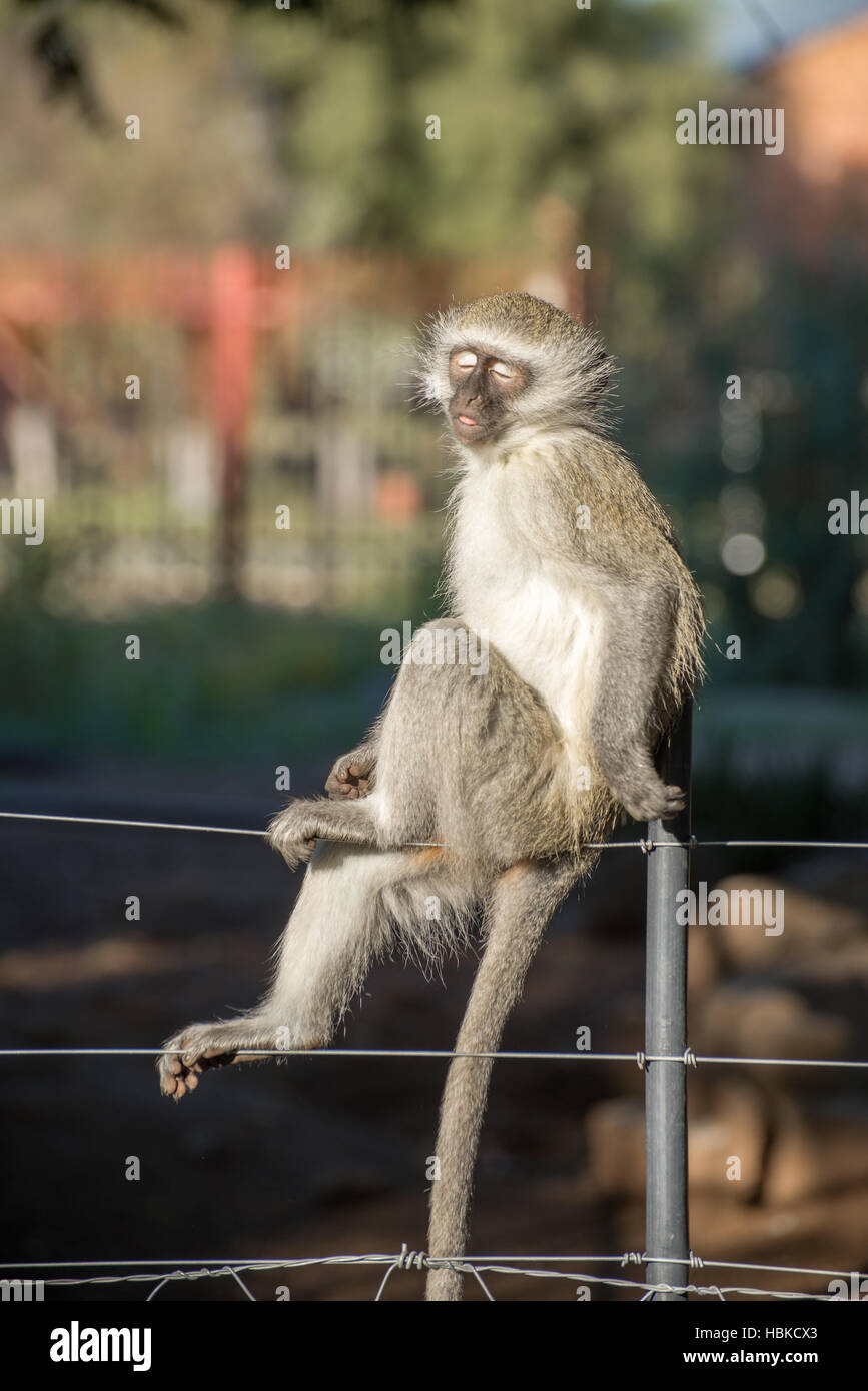 Occhio chiuso delle scimmie sulla recinzione Foto Stock