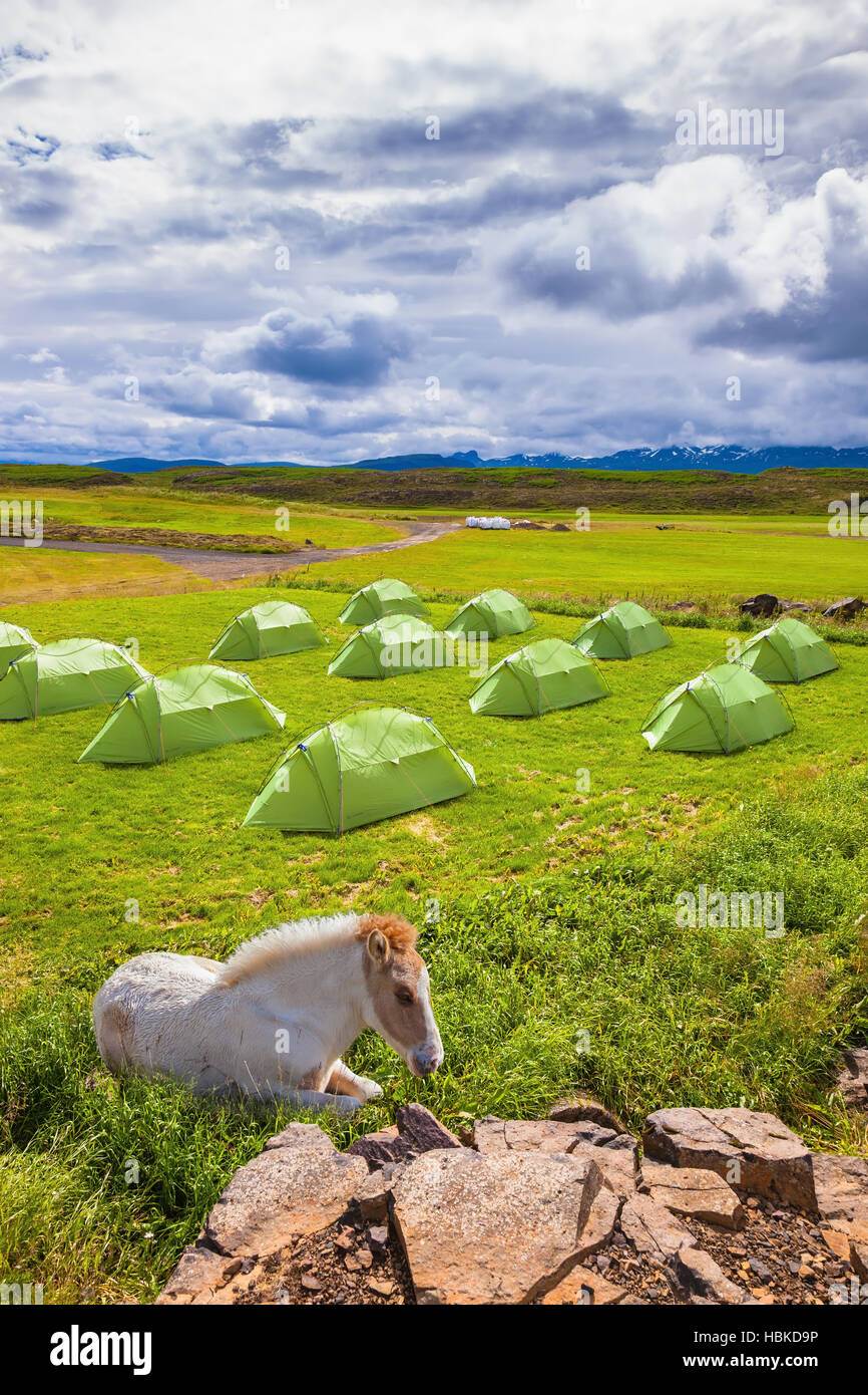 Islandese cavallo bianco hanno un periodo di riposo Foto Stock