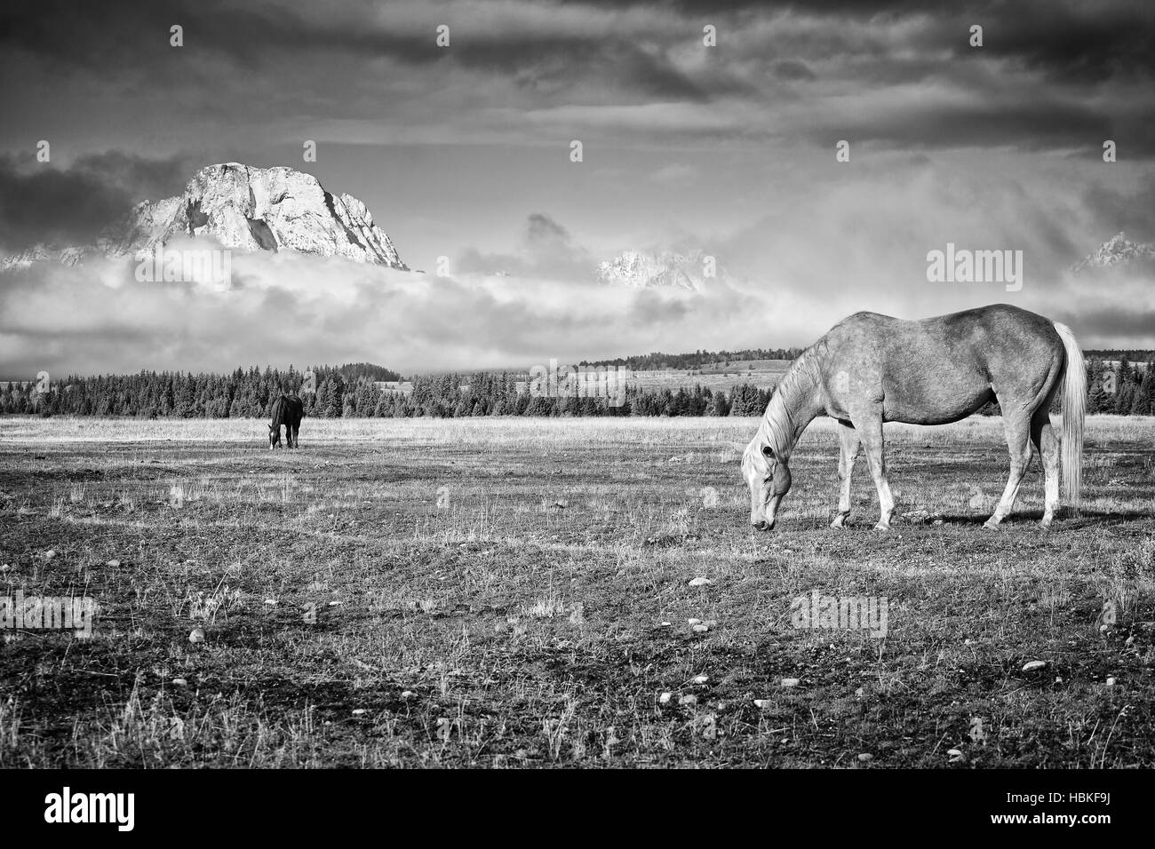 Foto in bianco e nero di cavalli al pascolo, Wyoming negli Stati Uniti. Foto Stock