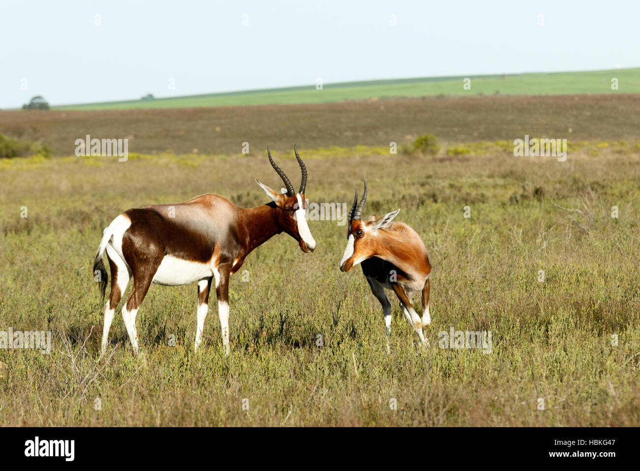 Running Wild Il Bontebok Foto Stock