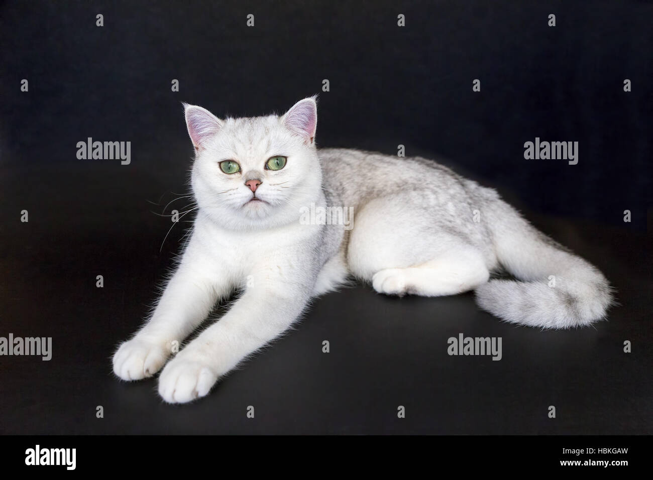 Gatto Bianco giacente sulla isolato su sfondo nero Foto Stock