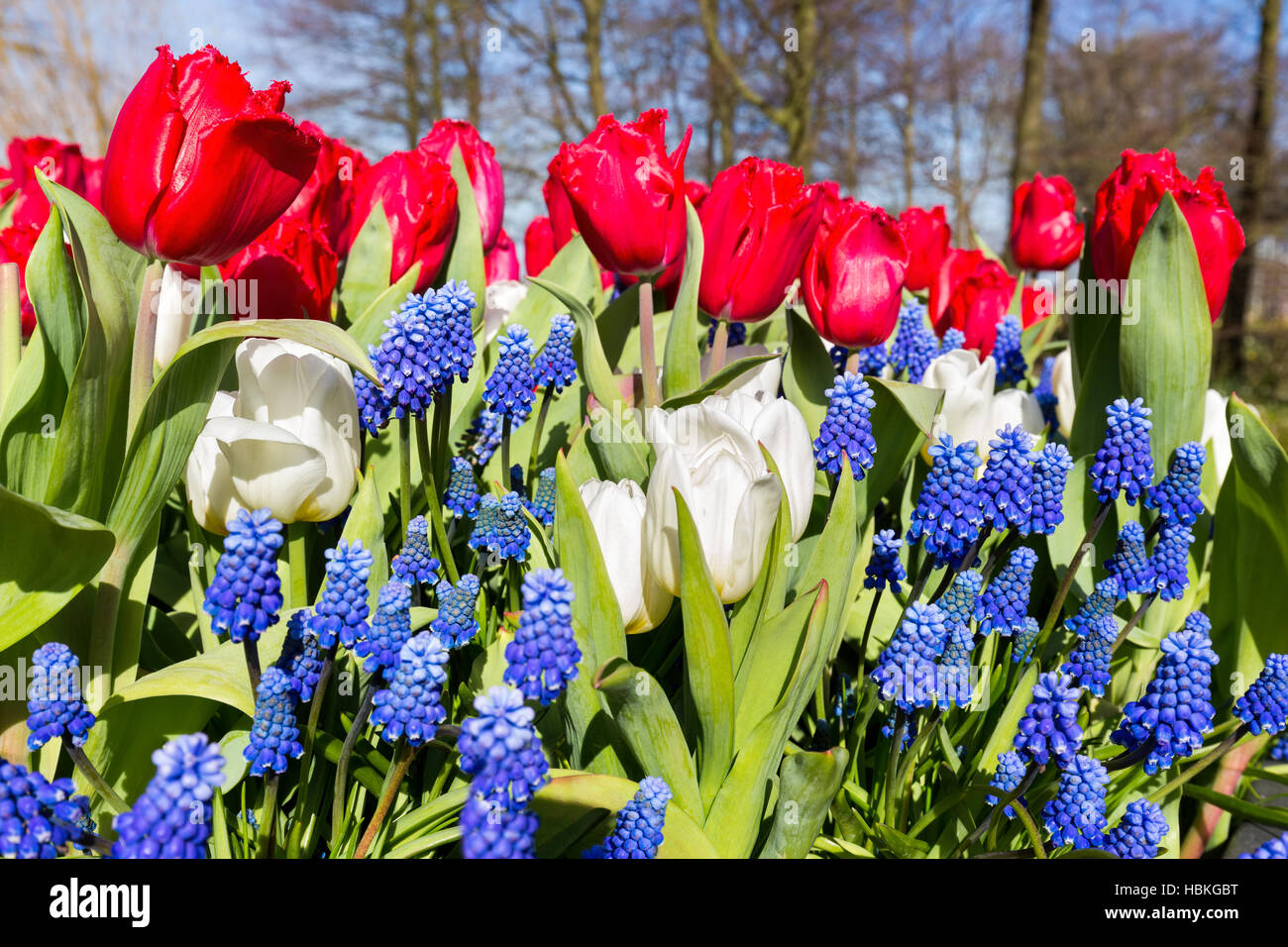Rosso Blu bianco fiori in primavera Foto Stock