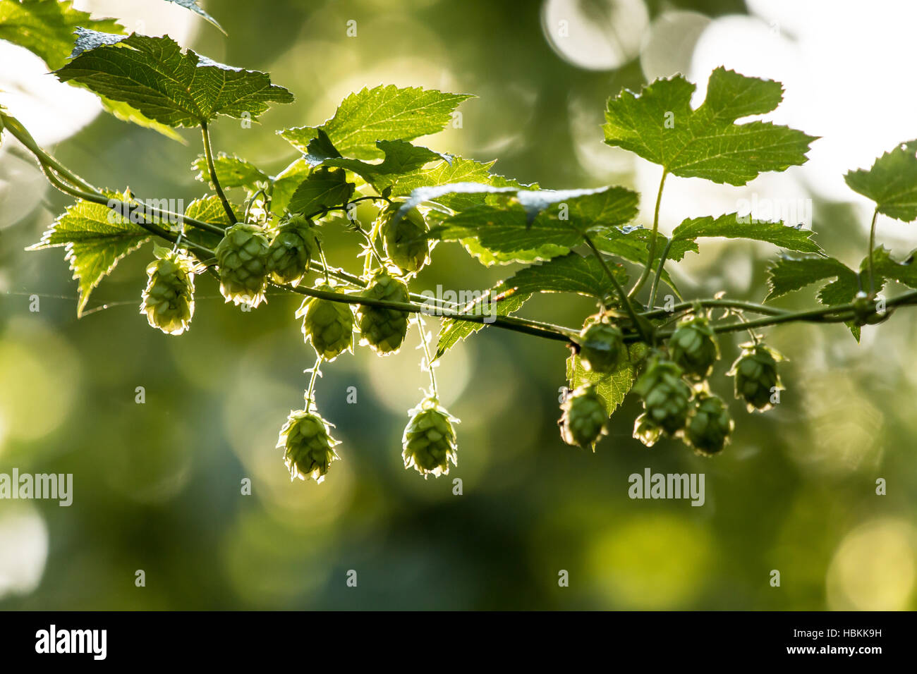 Mature hop in un giardino di luppolo (Humulus lupulus) Foto Stock