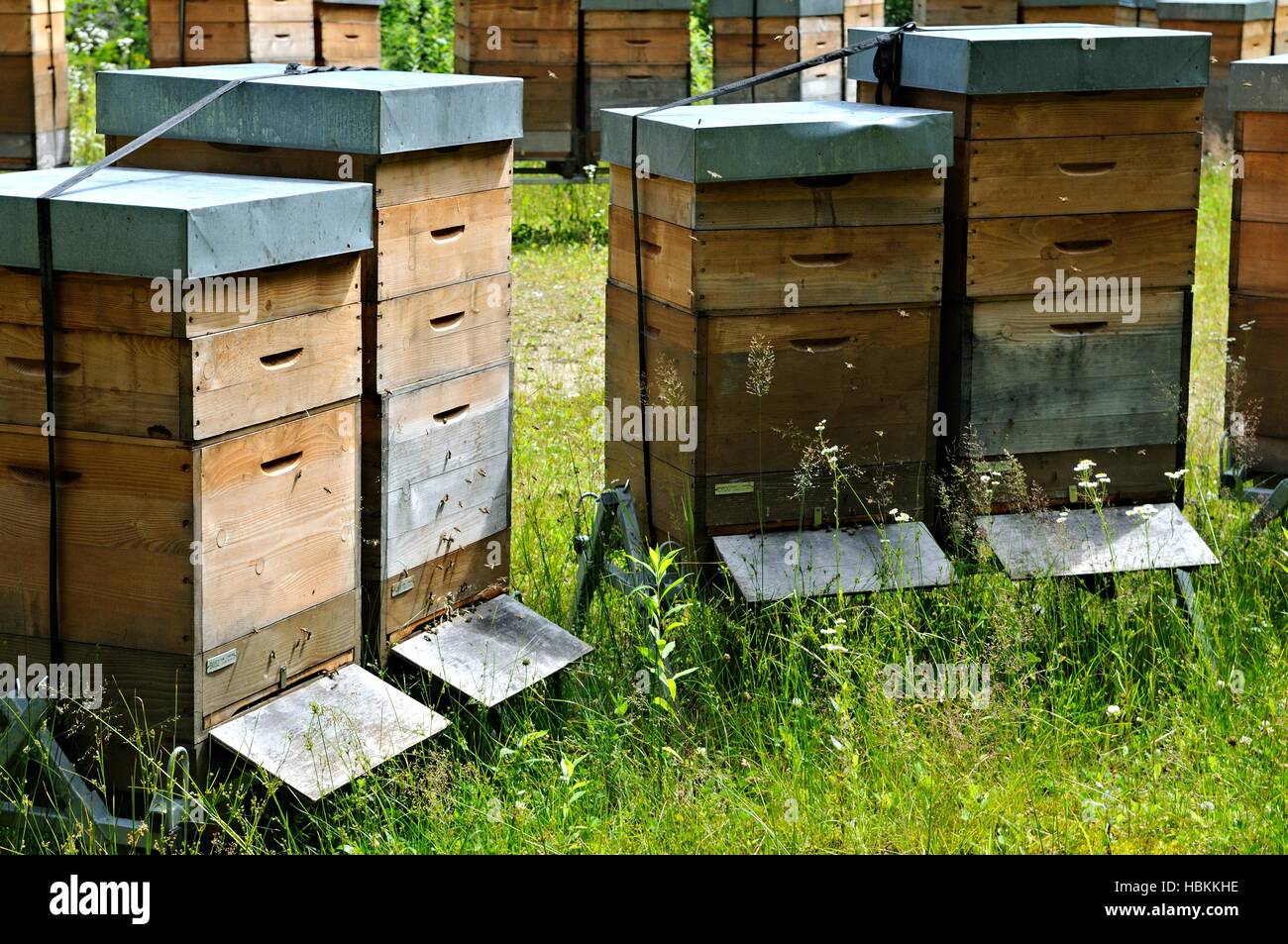 Fianco a fianco le api Foto Stock