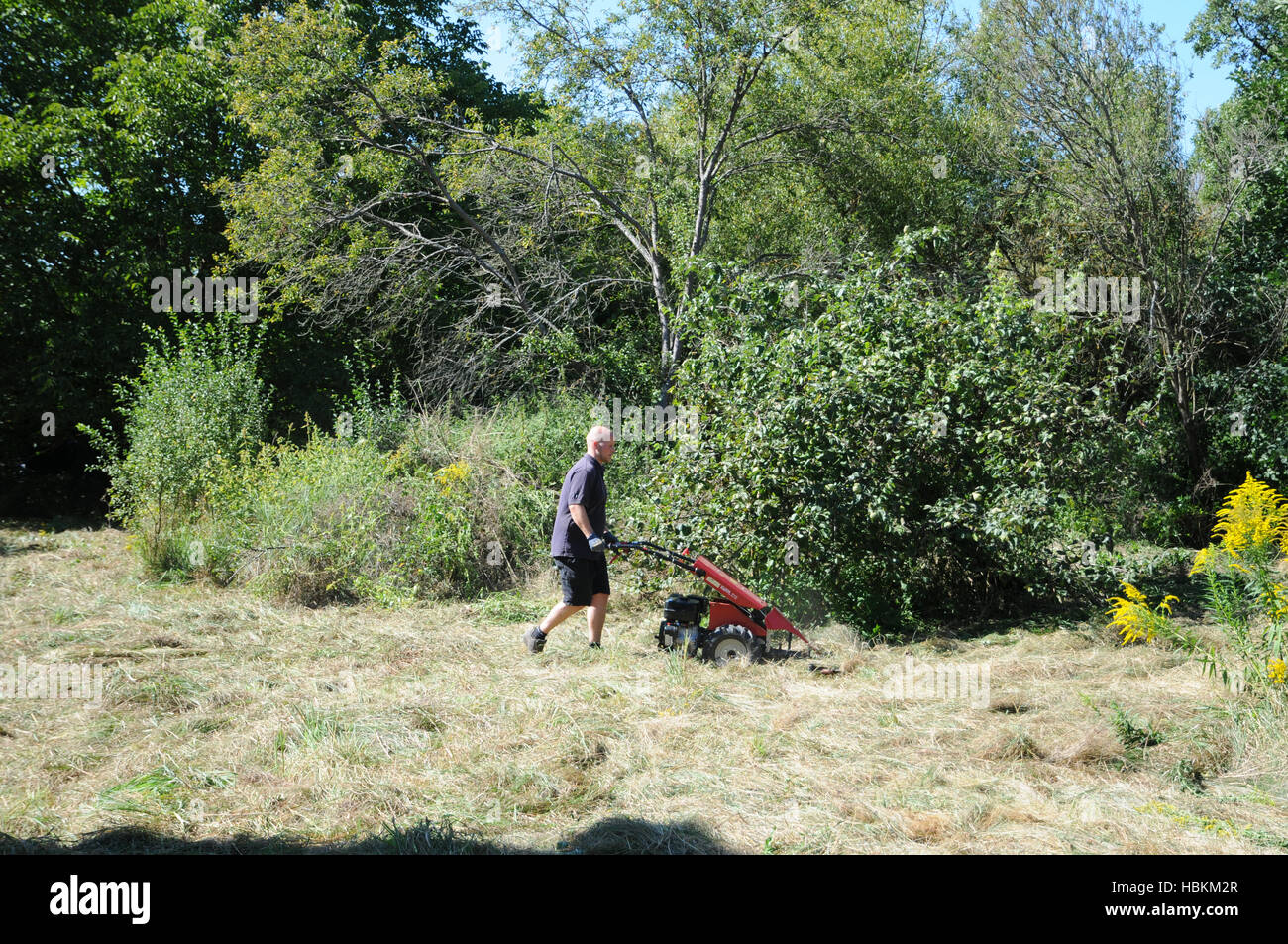 Prato falciatura con barra falce falciatrice Foto Stock