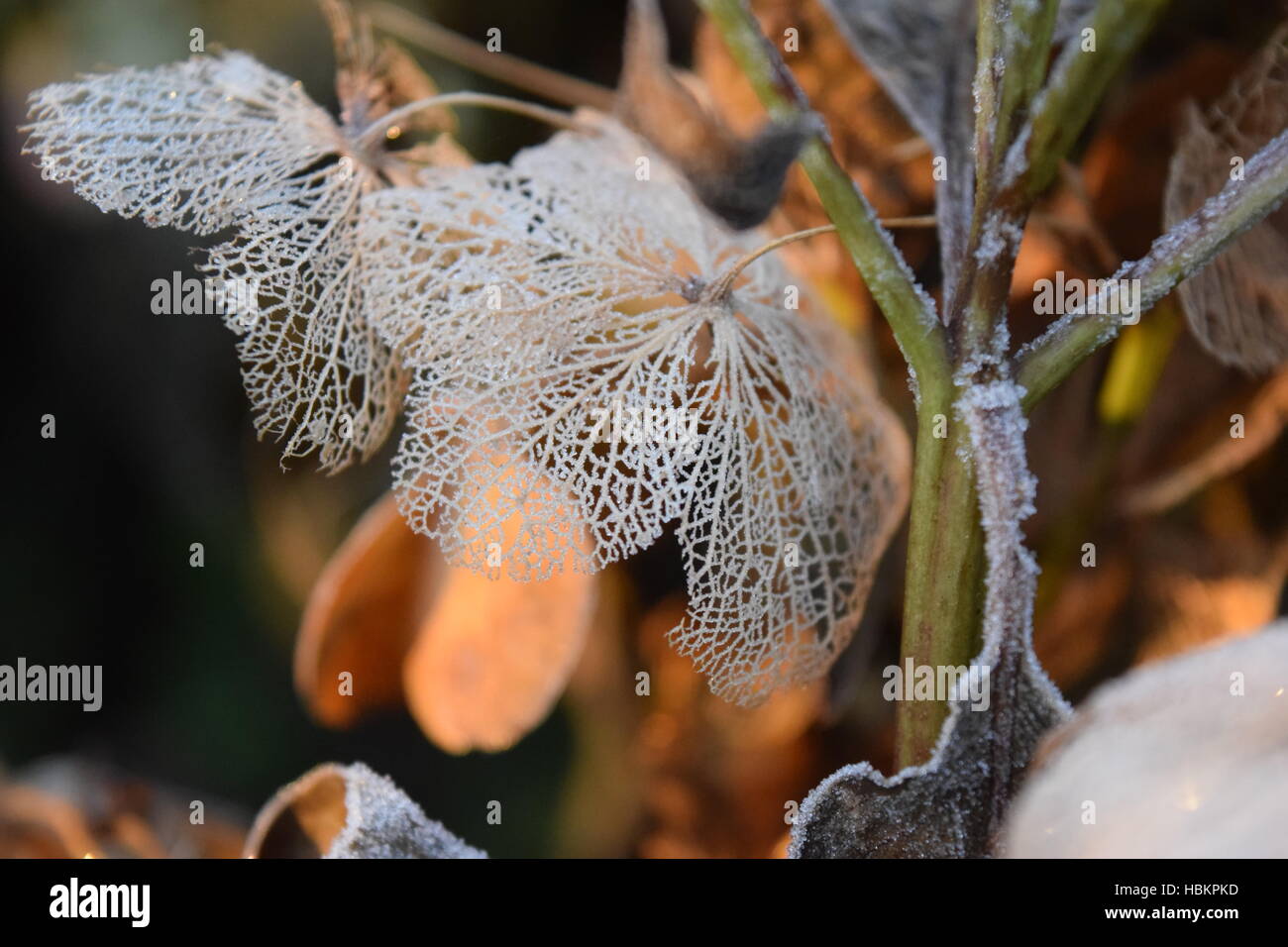 Inverno pieno di sole al mattino Foto Stock