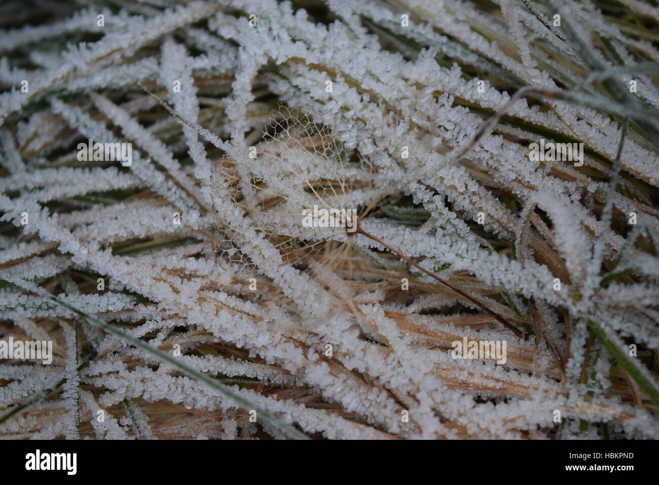 Vibes di mattina Foto Stock