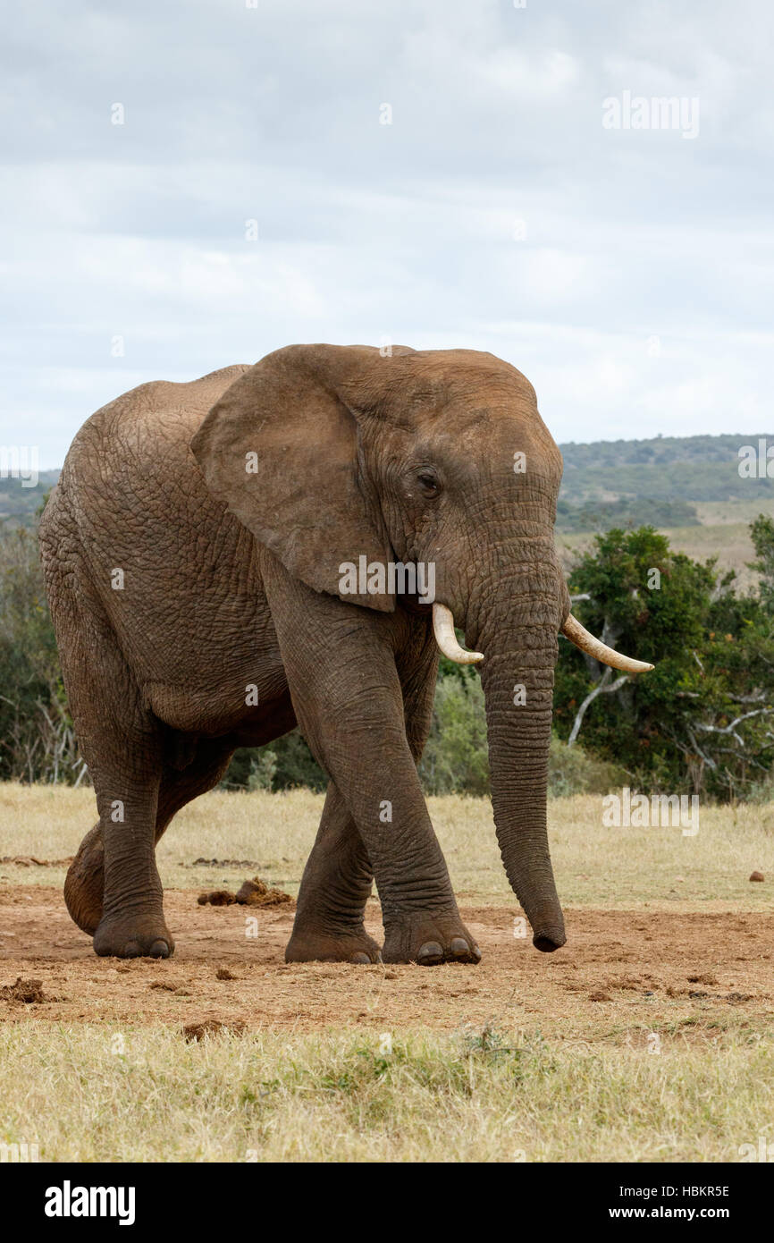 Guardare il grande bush africano Elefante Foto Stock