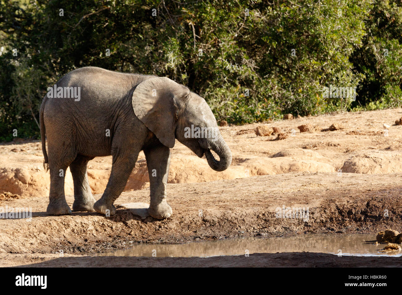 Bush africano Baby Elephant acqua potabile Foto Stock