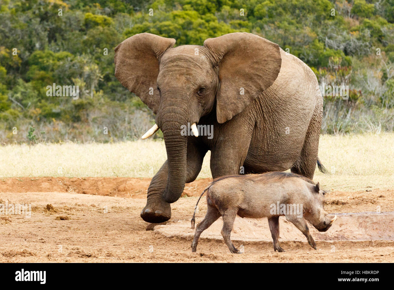 Bush africano Elefante la mia acqua andare lontano Foto Stock