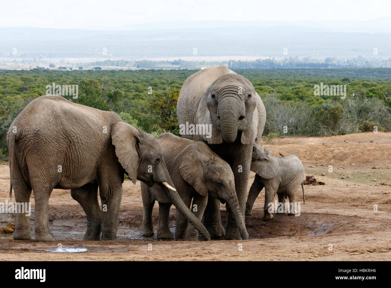 La vera bush africano Elefante famiglia Foto Stock