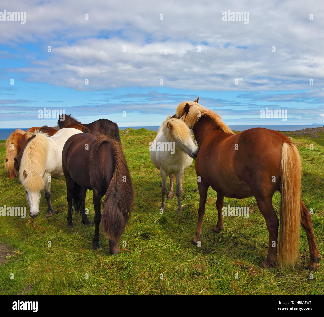 Cavalli islandesi sul libero compreso Foto Stock