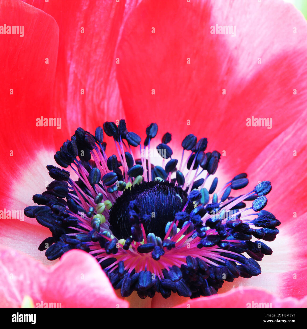 Papavero rosso fiore Foto macro Foto Stock