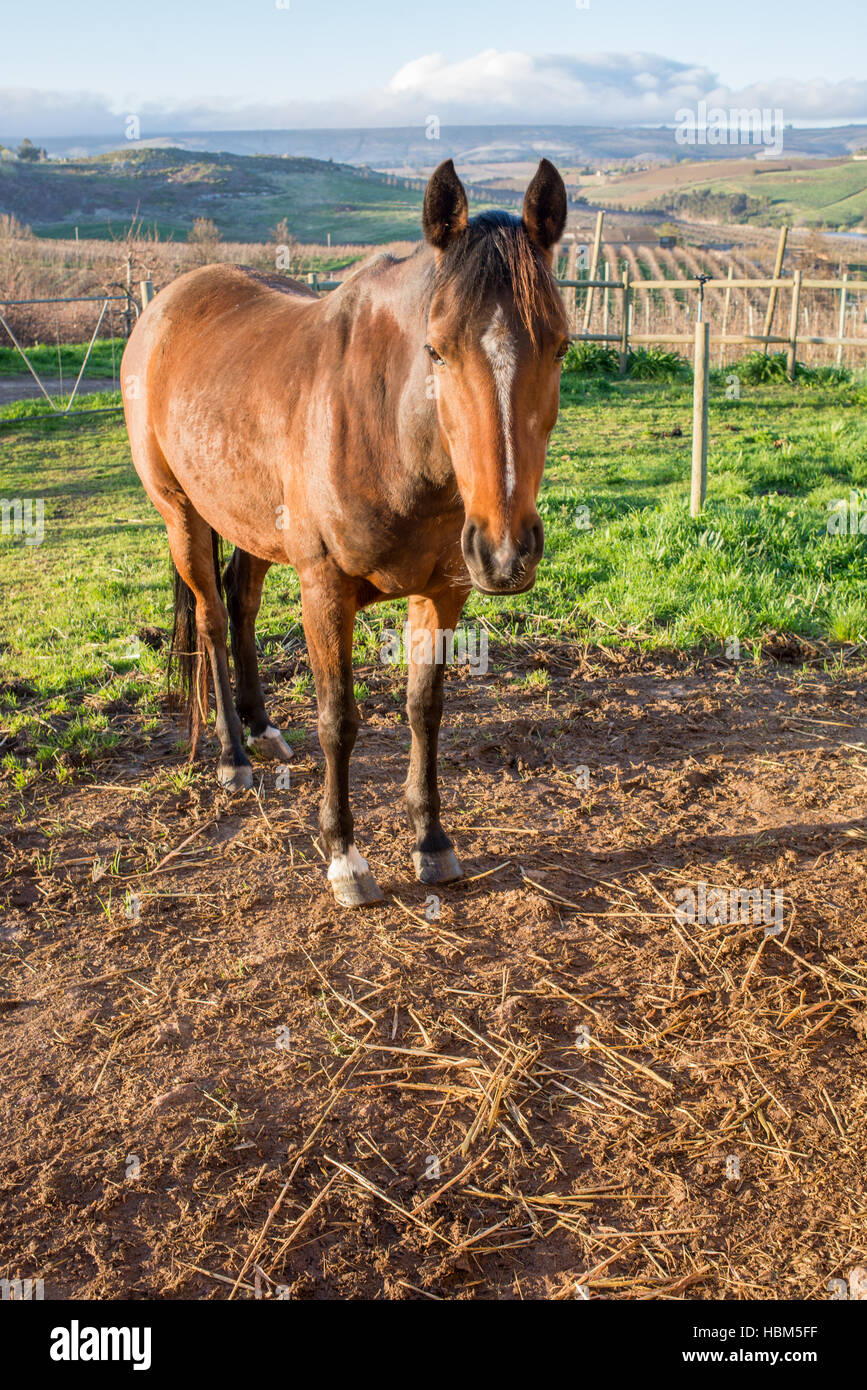 Marrone a cavallo nel camp su Apple Farm Foto Stock