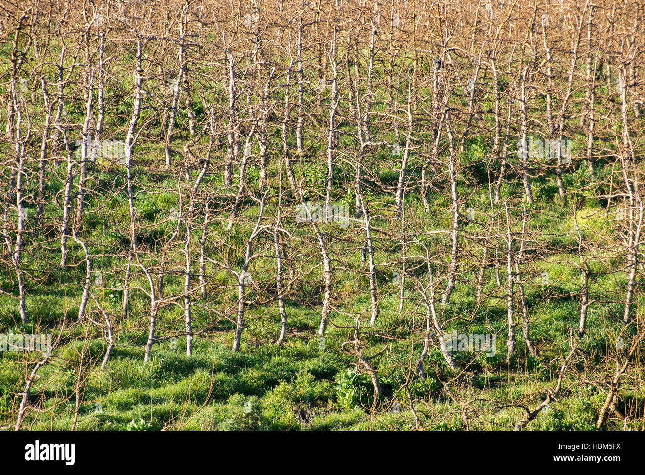 Giovani alberi di Apple senza foglie Foto Stock