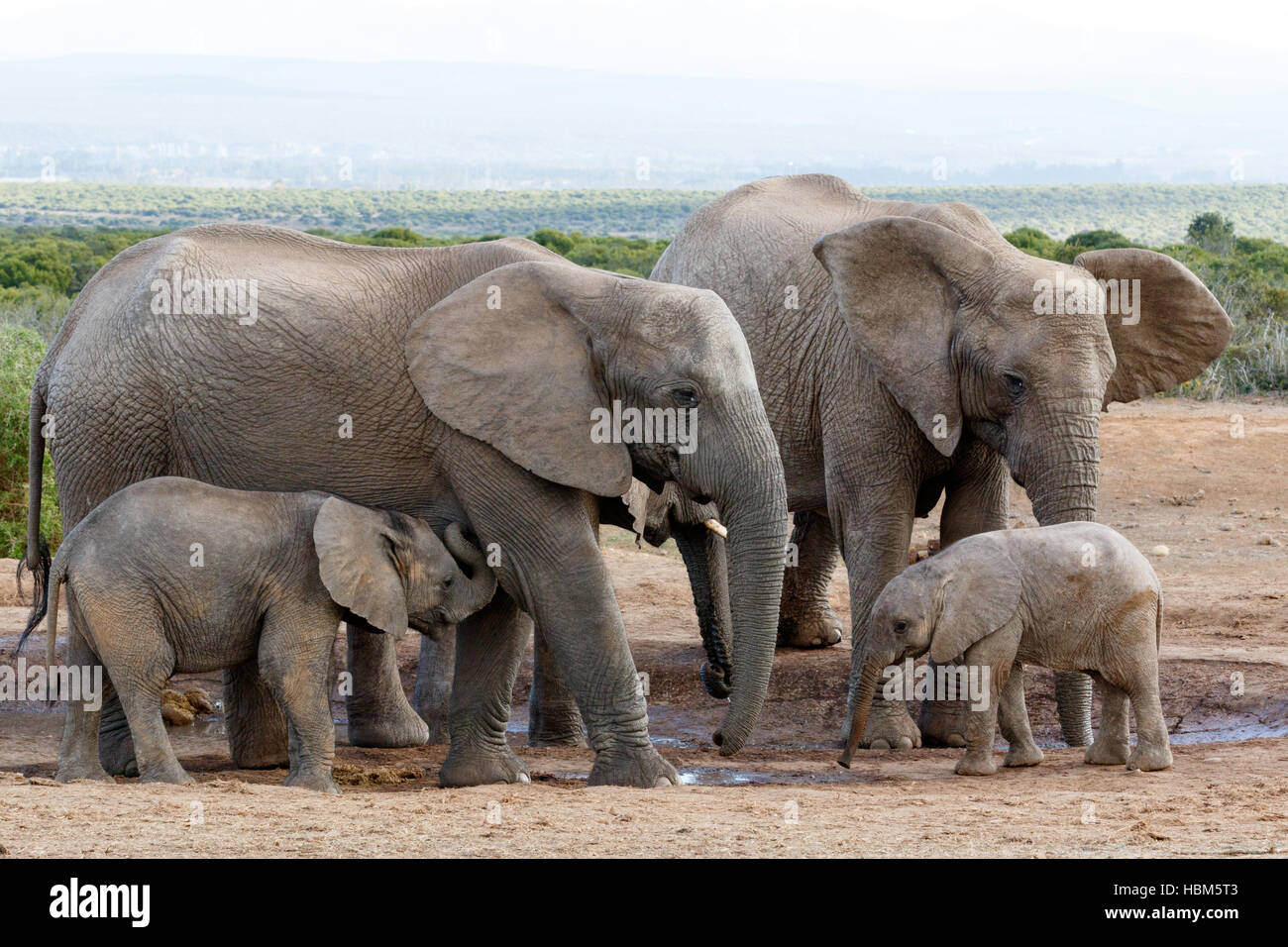 Bush africano Elefante struttura familiare Mom Foto Stock