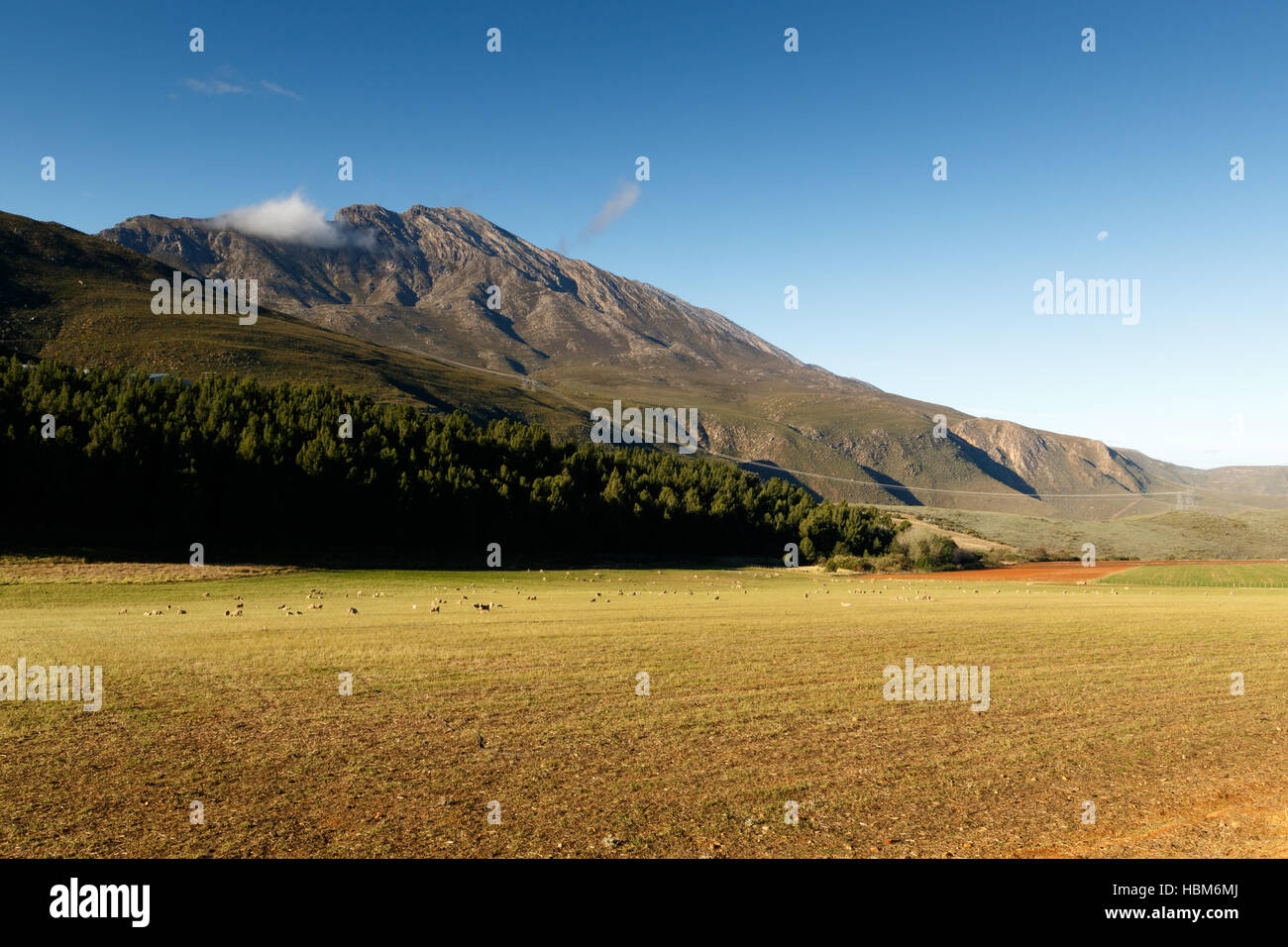 Alcune pecore nel campo - De la formazione di ruggine Foto Stock