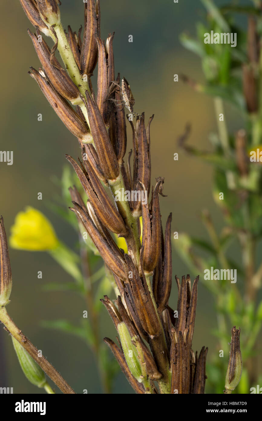 Gewöhnliche Nachtkerze, Zweijährige Nachtkerze, Samenkapsel, Frucht, Früchte, Samen, Oenothera biennis, enagra, Evening-Primrose, Eve Foto Stock