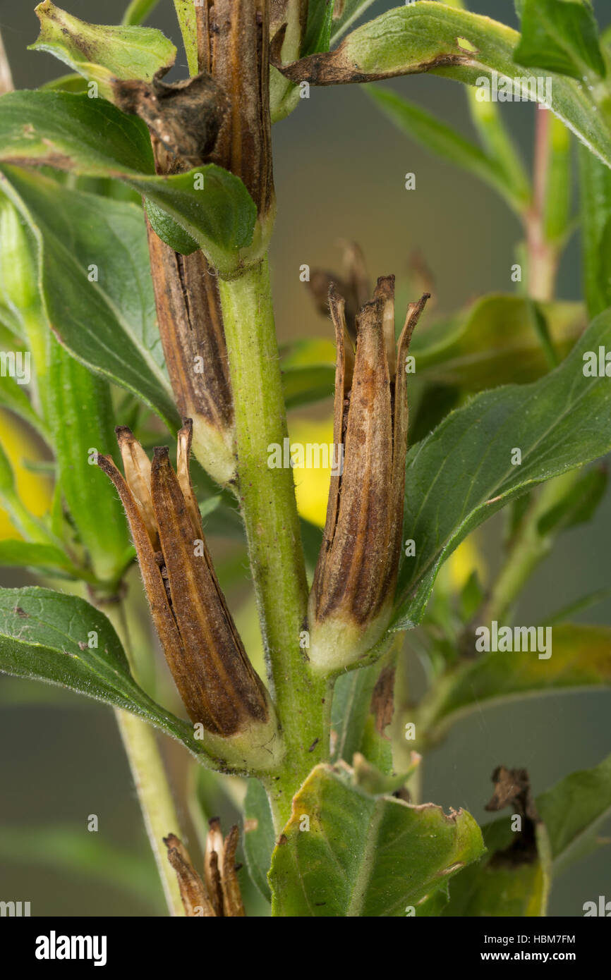Gewöhnliche Nachtkerze, Zweijährige Nachtkerze, Samenkapsel, Frucht, Früchte, Samen, Oenothera biennis, enagra, Evening-Primrose, Eve Foto Stock