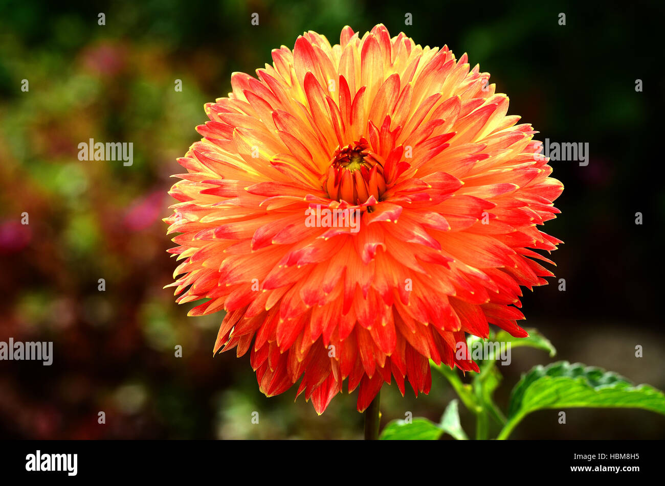 Dahlia, fiore, blossom Foto Stock