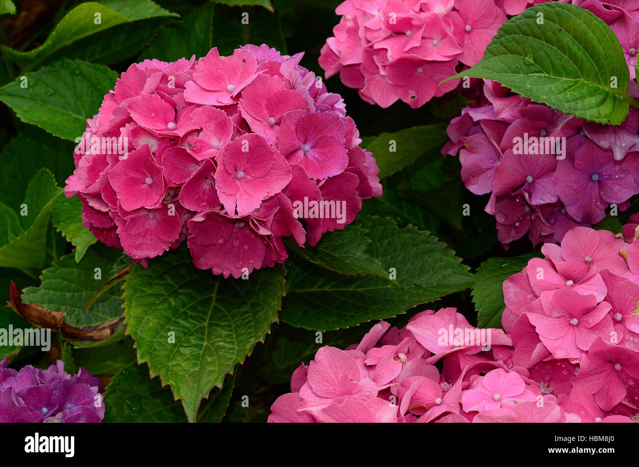 Ortensia, blossom, fiore Foto Stock