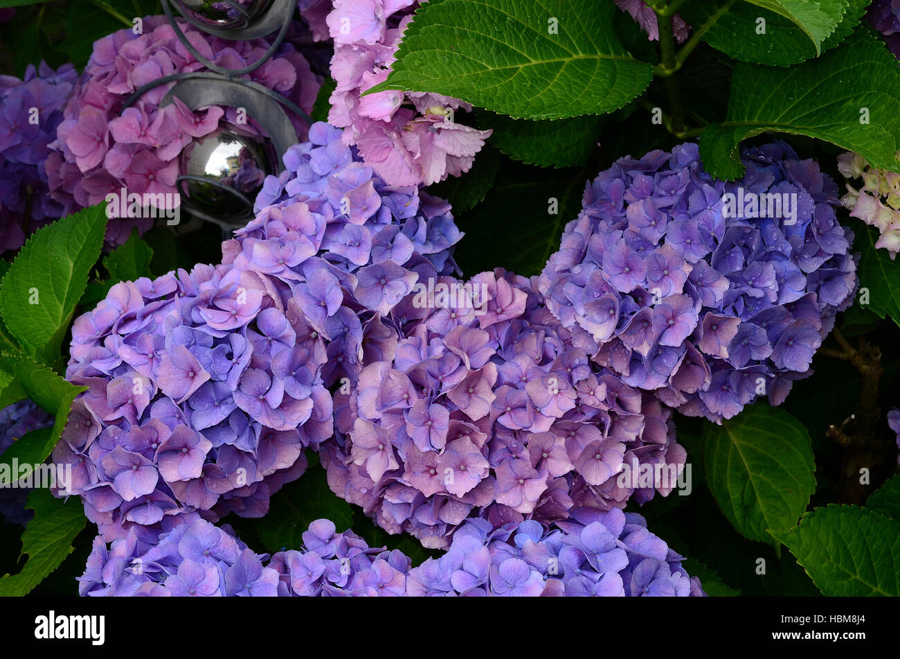 Ortensia, blossom, fiore Foto Stock