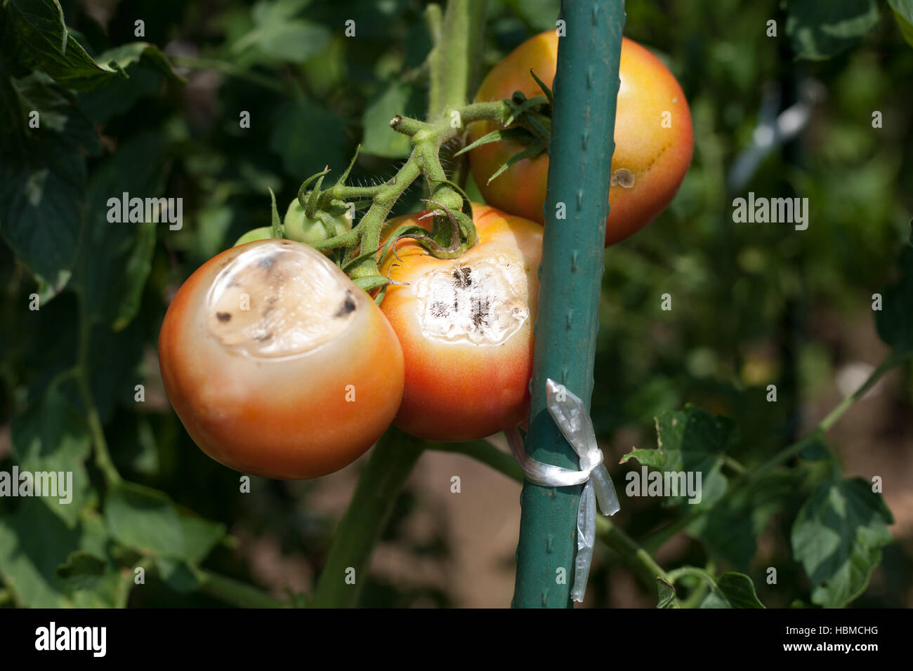 Marchio di alimentazione di danni da Thysanoptera di pomodori Foto Stock