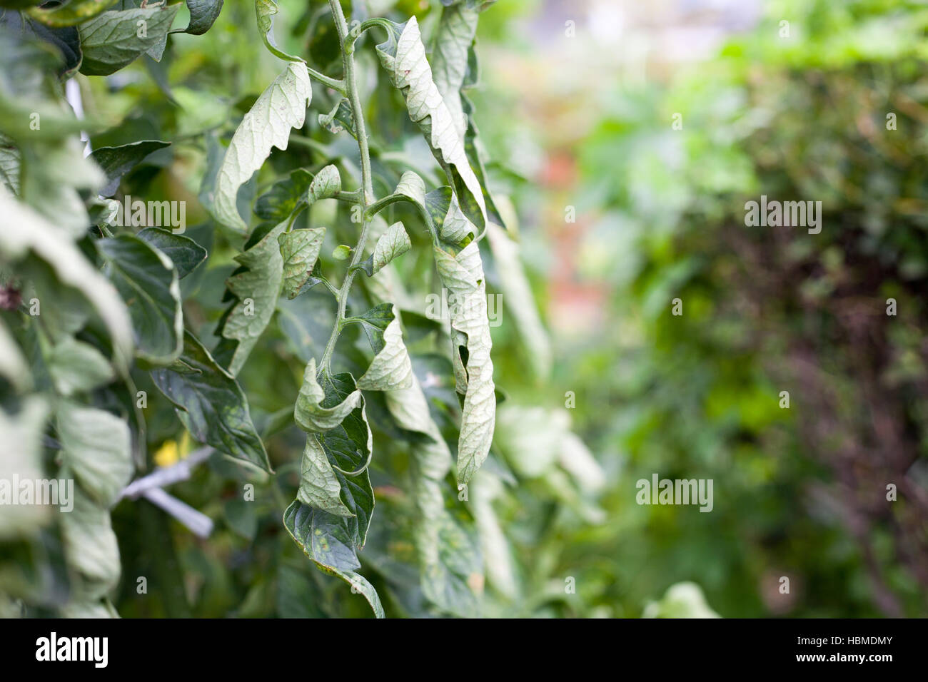 La parentesi di foglie di albero di pomodoro da una pletora di azoto in agriturismo Foto Stock