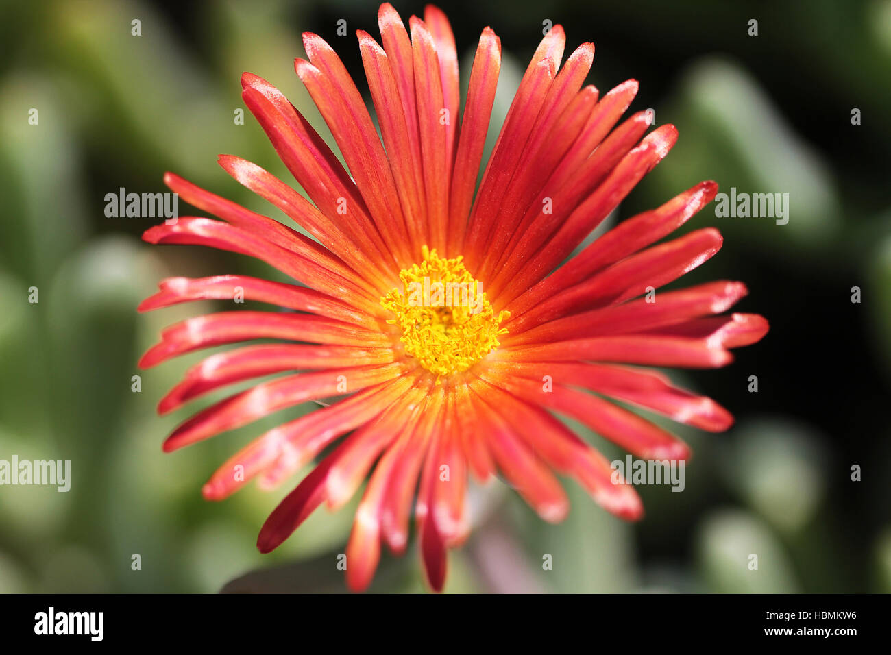 Red close up foto di fiori esotici Foto Stock