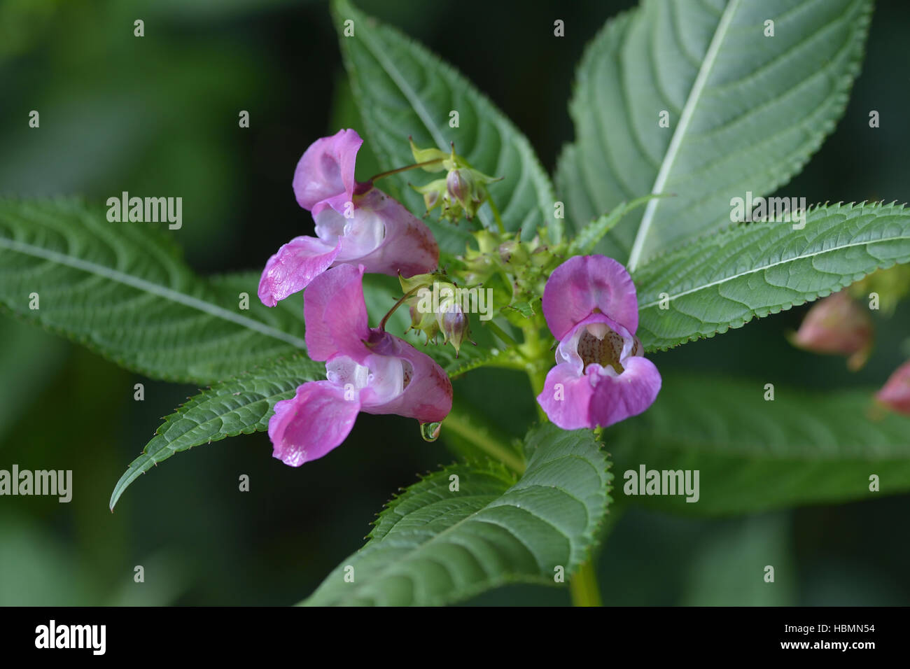 Impatiens glandulifera Foto Stock