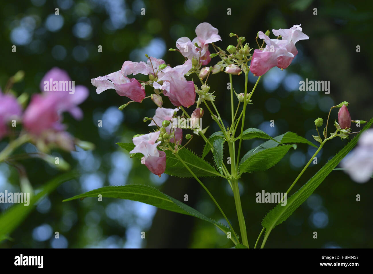 Impatiens glandulifera Foto Stock