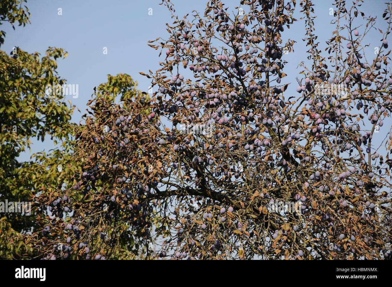 Prunus domestica, Susino Foto Stock