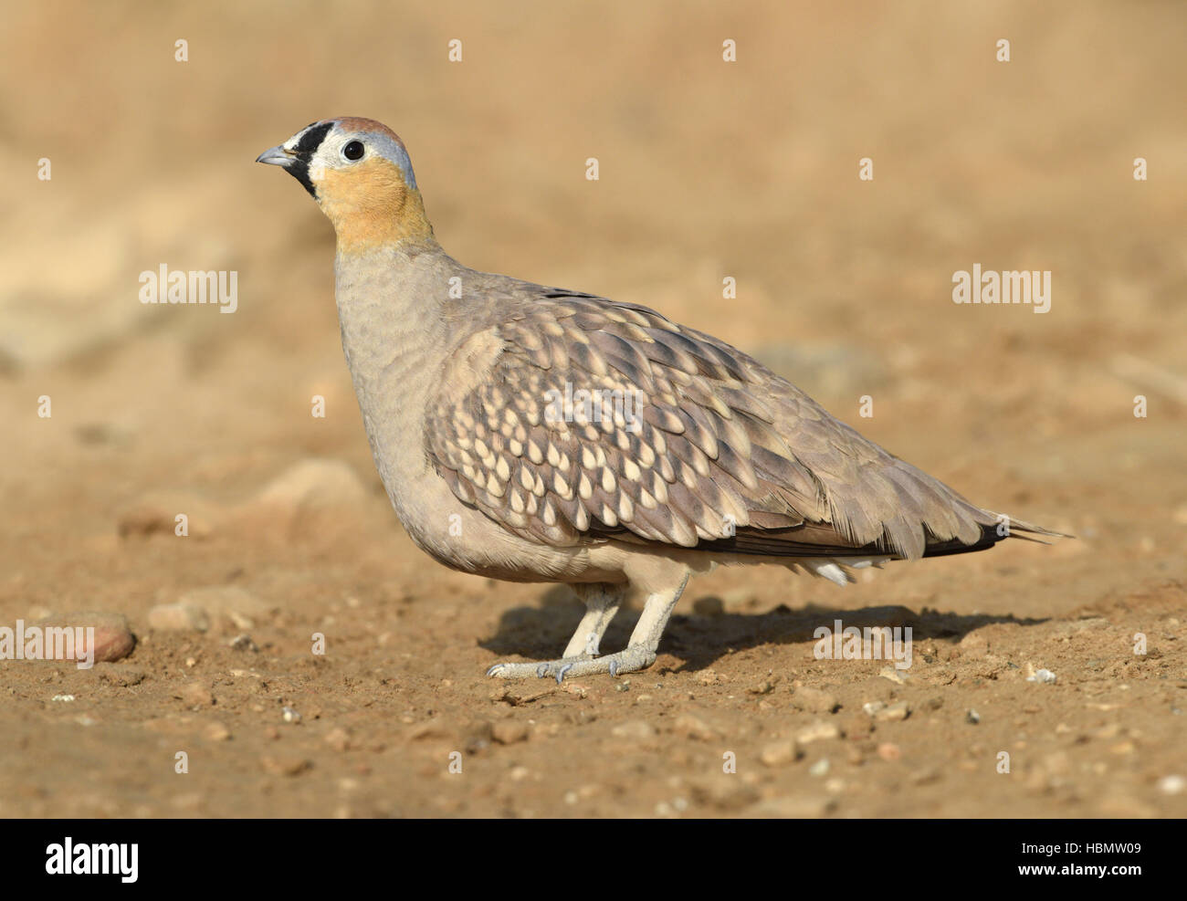 Incoronato Sandgrouse - Pterocles coronatus Foto Stock