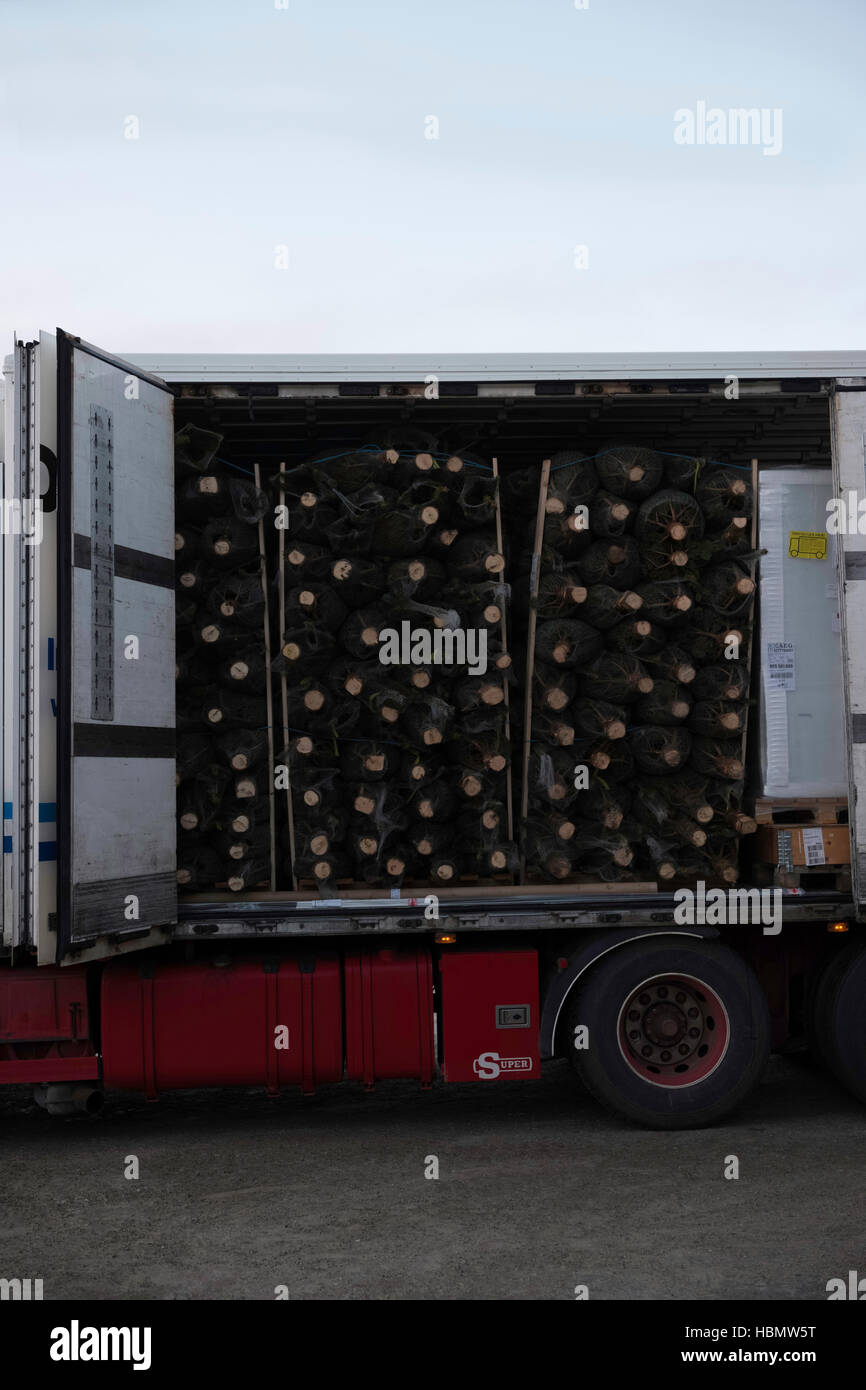 Alberi di Natale arriva a Kirkenes general store a Kirkenes, Arctic Norvegia. Foto Stock
