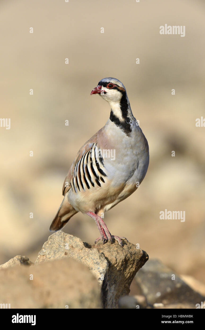 Chukar - Alectoris chukar Foto Stock