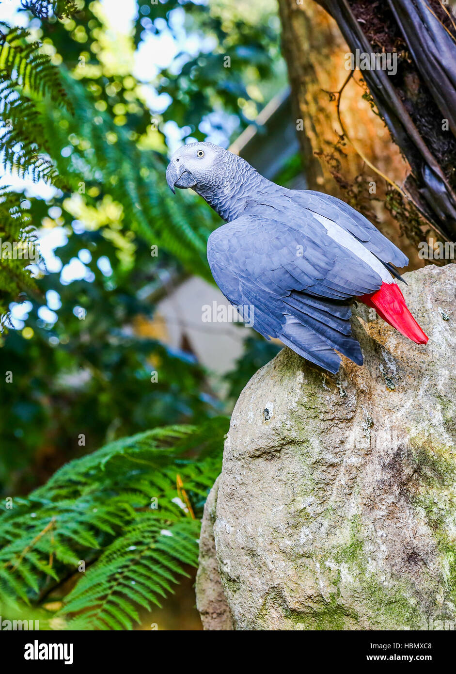 Pappagallo sulla sommità di una roccia Foto Stock