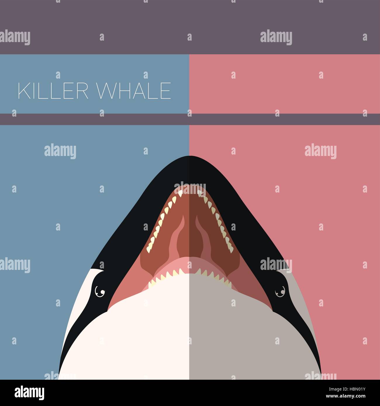 Immagine vettoriale della balena killer cartolina piatta Illustrazione Vettoriale