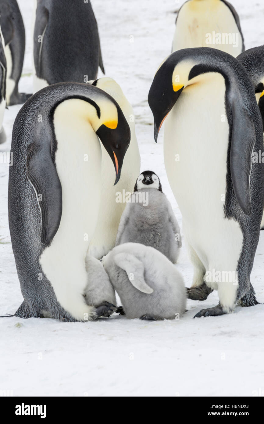 Due pinguini imperatore pulcini hanno le loro teste nella stessa sacca di covata di un adulto Foto Stock