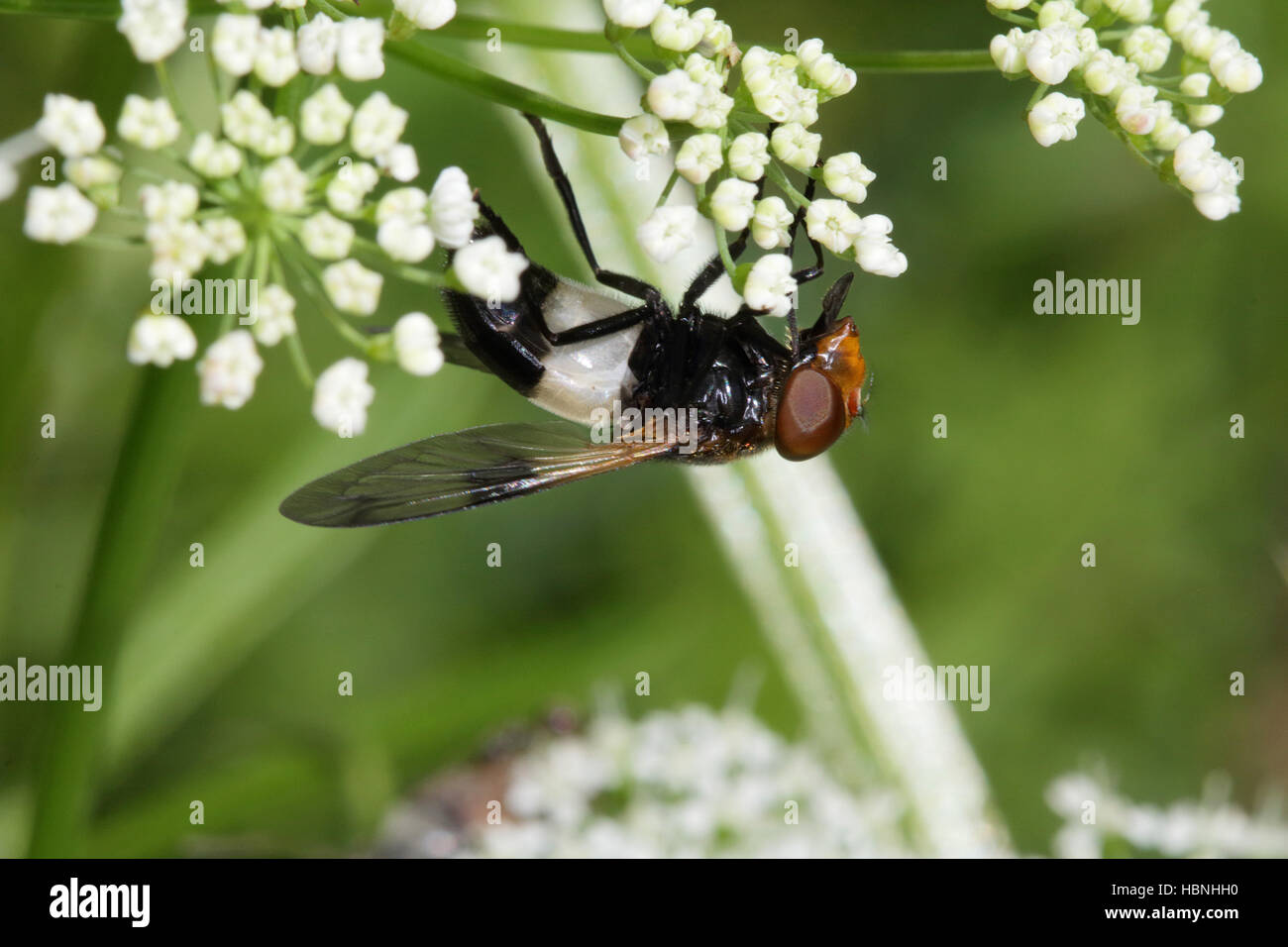 Volucella pellucens, volare pellucida Foto Stock