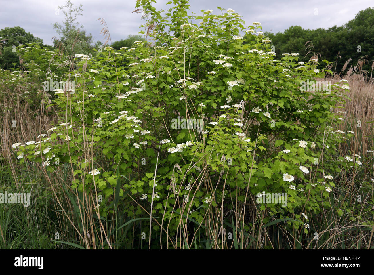 Viburno-rose, viburnum opulus Foto Stock