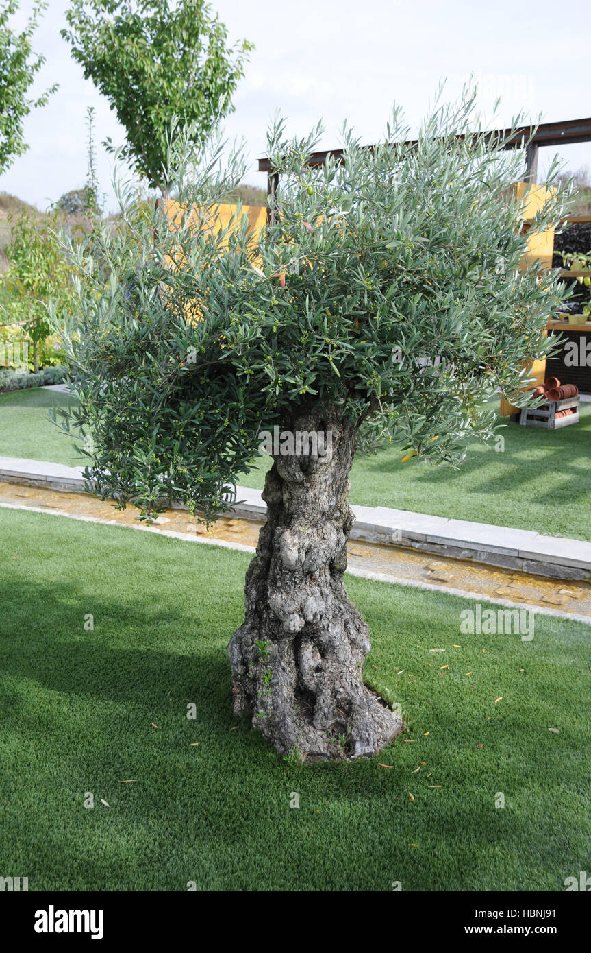 Olea europaea, olivo Foto Stock