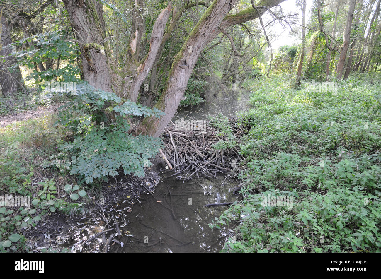 Castor fiber, Beaver-house Foto Stock