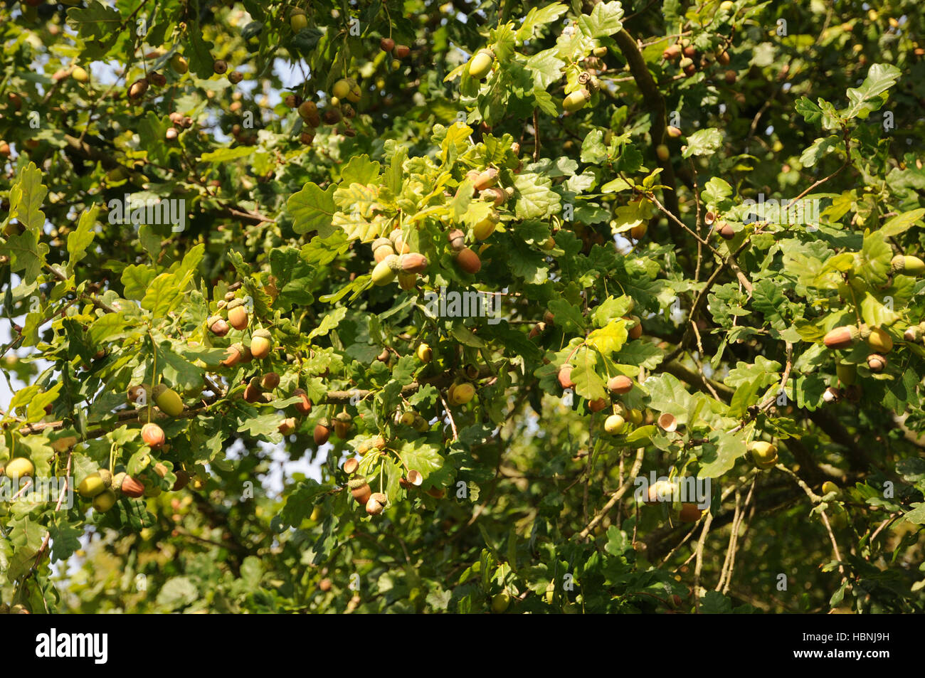 Quercus robur, quercia tedesca, dadi di quercia Foto Stock