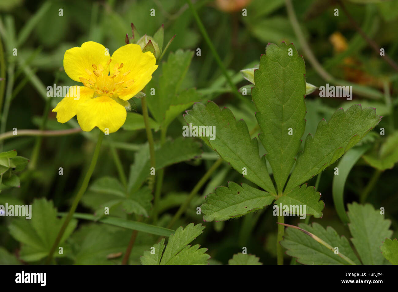 Creeping cinquefoil, Potentilla reptans Foto Stock