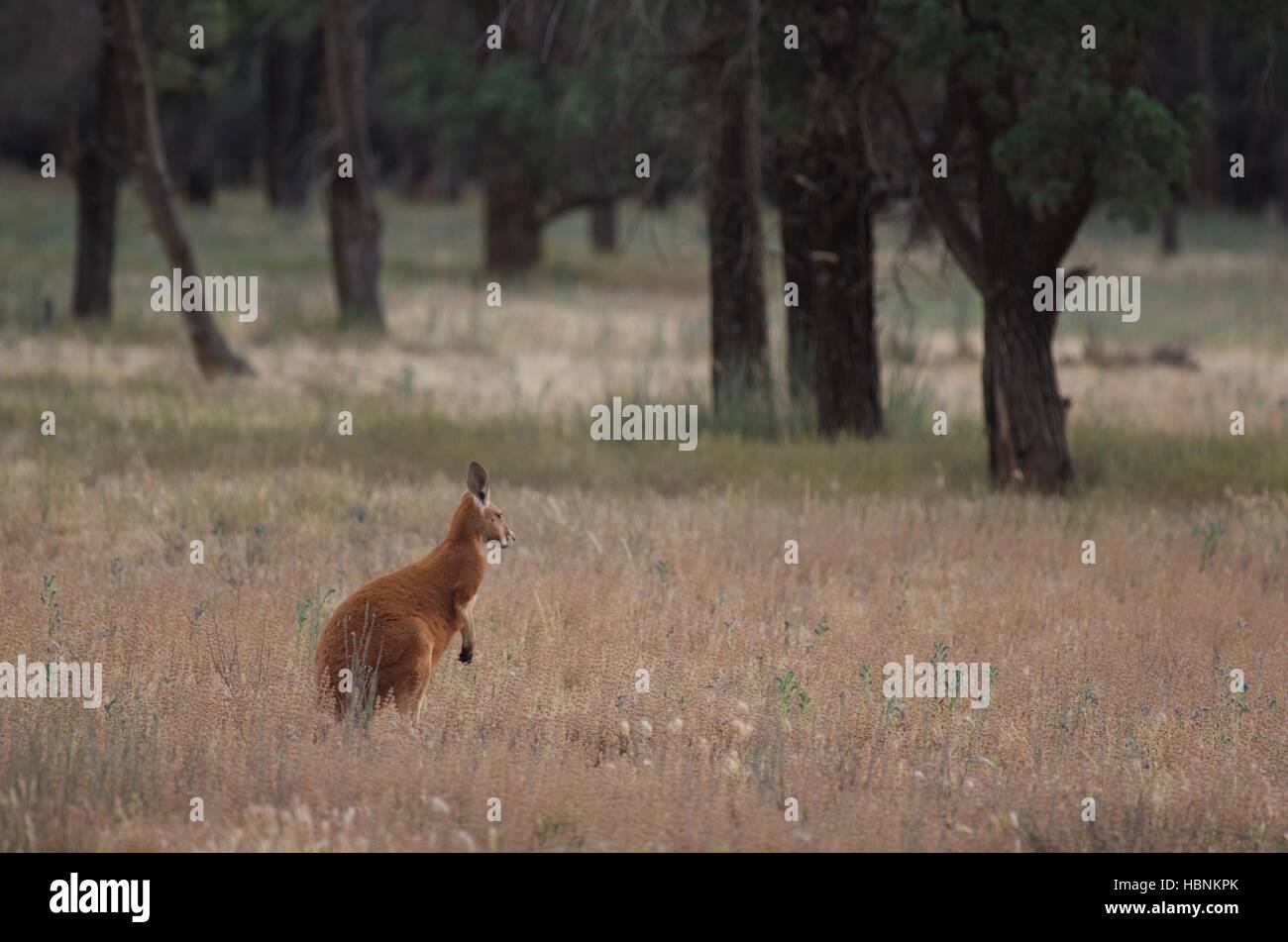 Un canguro rosso (Macropus rufus) nelle praterie al tramonto a Flinders Ranges National Park, Australia del Sud. Foto Stock