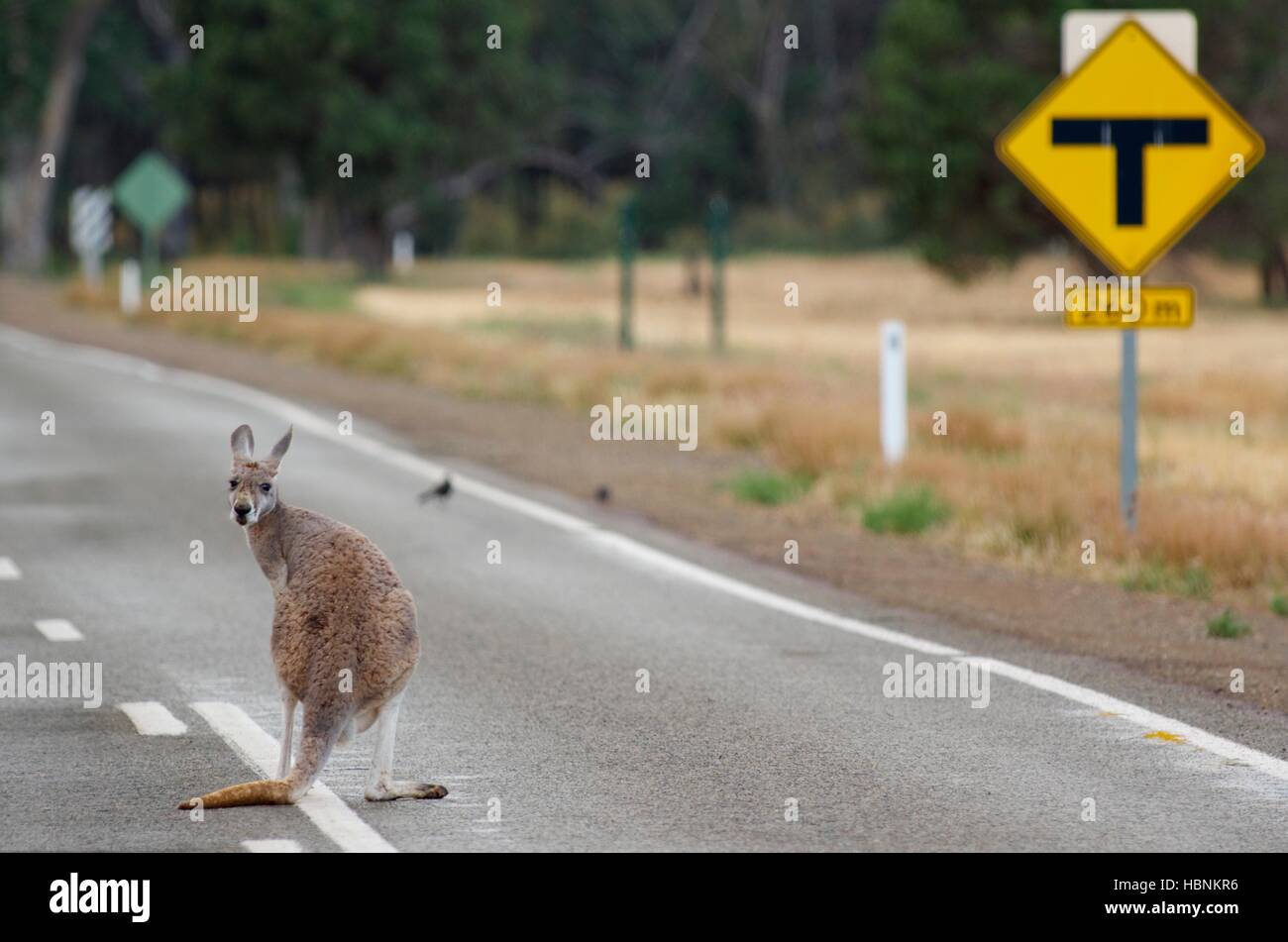 Un canguro rosso (Macropus rufus) sulla strada al tramonto a Flinders Ranges National Park, Australia del Sud. Foto Stock
