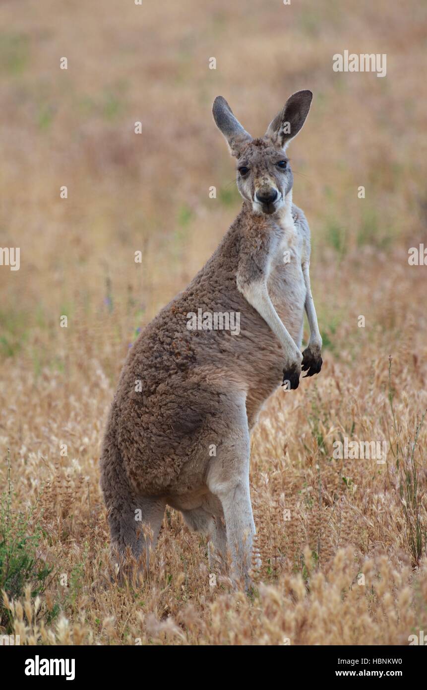 Un canguro rosso (Macropus rufus) nelle praterie al tramonto a Flinders Ranges National Park, Australia del Sud. Foto Stock