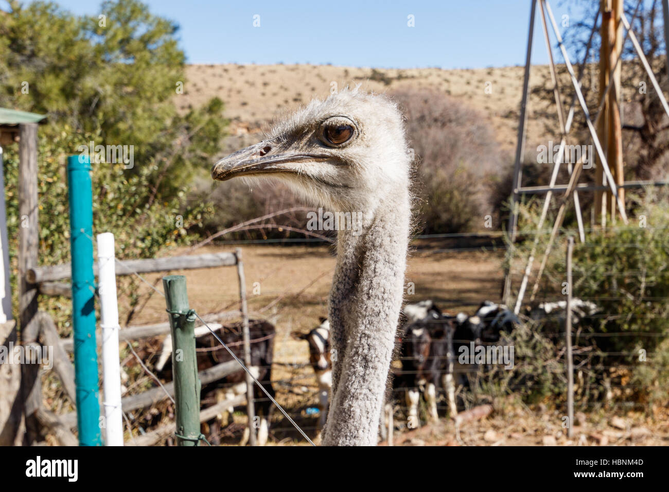 Ostrich - Head up e molto curiosi Foto Stock