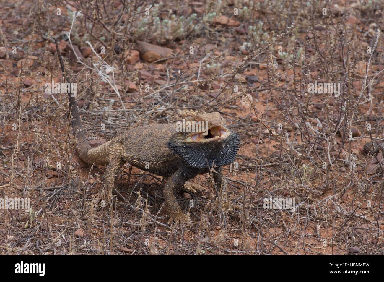 Una centrale di drago barbuto lizard (Pogona vitticeps) cercando di sguardo feroce in Flinders Ranges National Park, Australia del Sud. Foto Stock